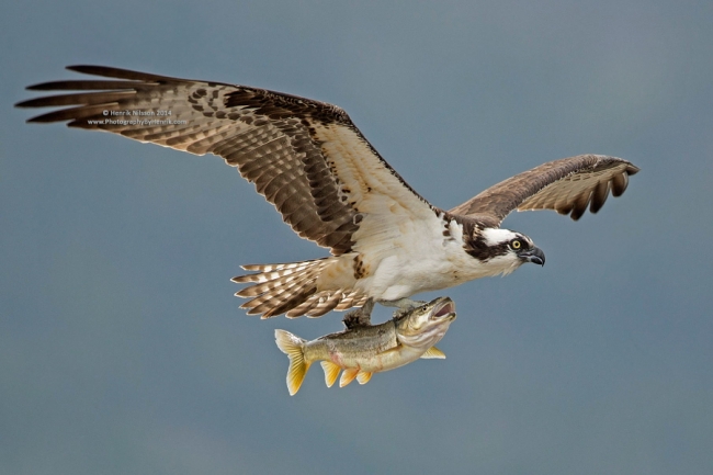 26 muhteşem balık fotoğrafı 1