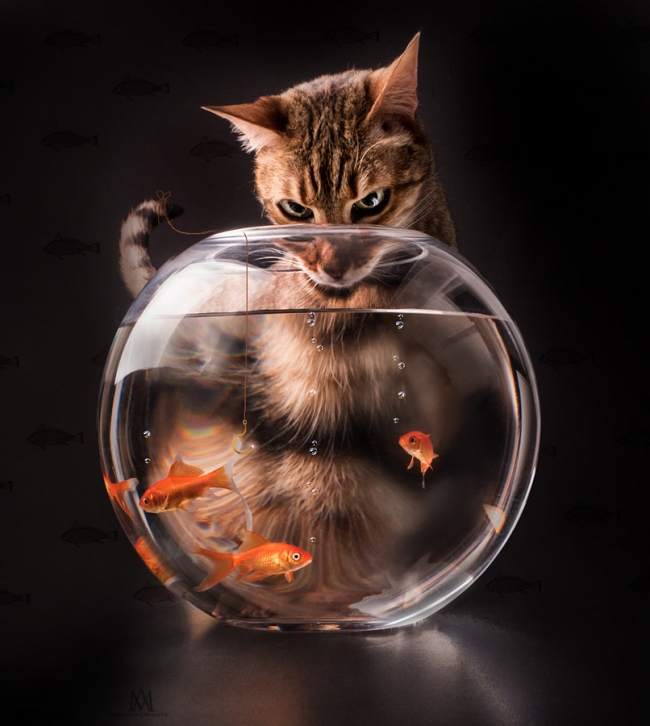 26 muhteşem balık fotoğrafı 3