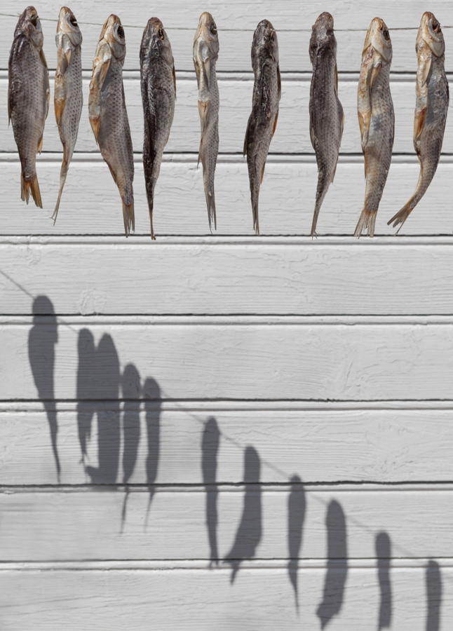 26 muhteşem balık fotoğrafı 11