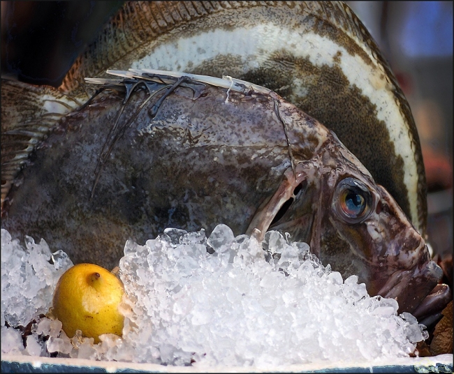 26 muhteşem balık fotoğrafı 12