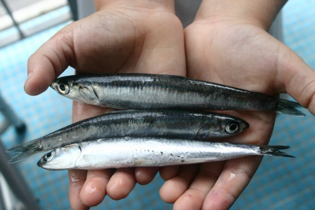 Hangi balık hangi ay yenmeli? 10