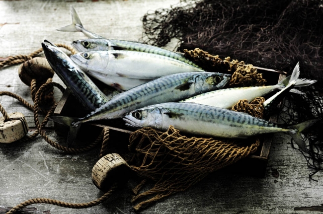 Hangi balık hangi ay yenmeli? 2