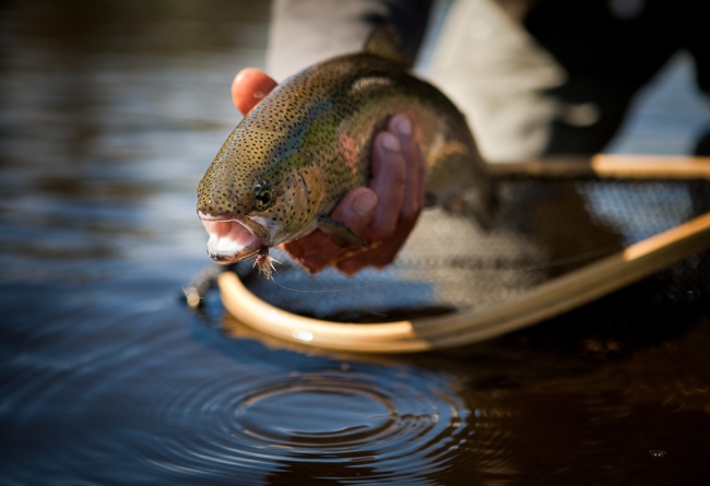 Hangi balık hangi ay yenmeli? 6