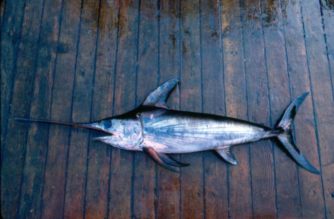 Hangi balık hangi ay yenmeli? 8