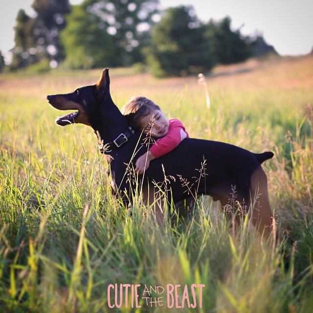 Üç yaşındaki Siena'nın Doberman ile muhteşem dostluğu 13