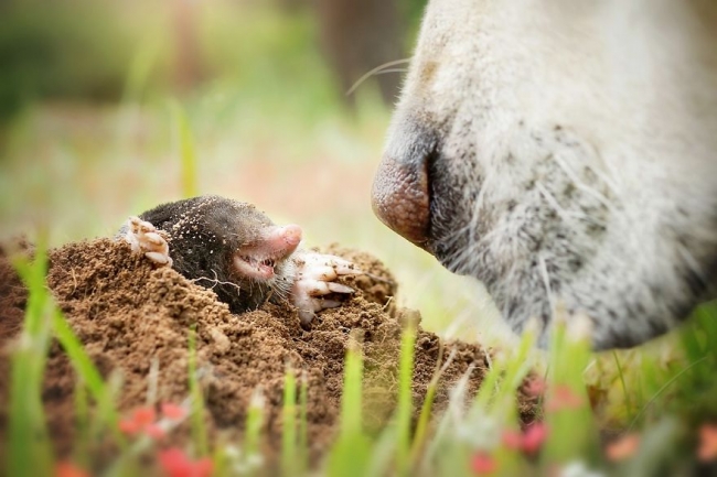 Golden Retriever'ın nezaketini kanıtlayan şahane fotoğraflar 1
