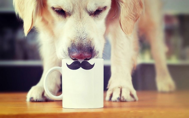 Golden Retriever'ın nezaketini kanıtlayan şahane fotoğraflar 10