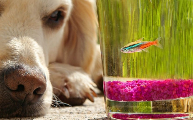 Golden Retriever'ın nezaketini kanıtlayan şahane fotoğraflar 12