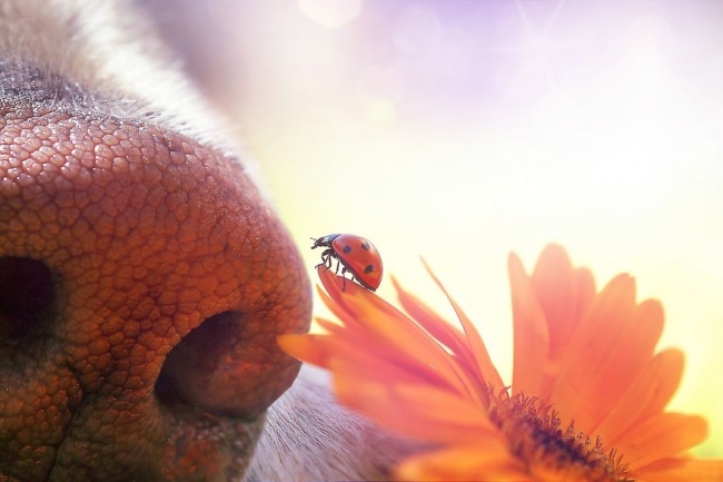 Golden Retriever'ın nezaketini kanıtlayan şahane fotoğraflar 13