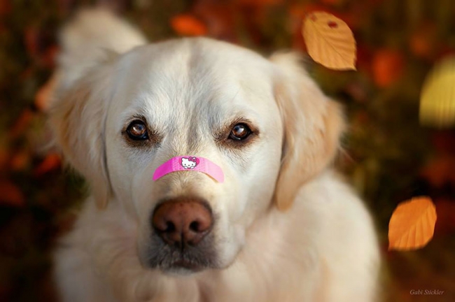 Golden Retriever'ın nezaketini kanıtlayan şahane fotoğraflar 14