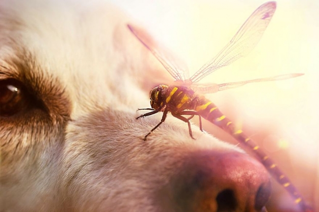 Golden Retriever'ın nezaketini kanıtlayan şahane fotoğraflar 15