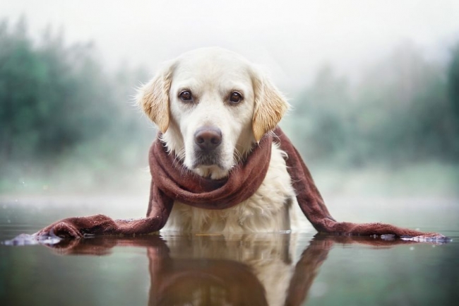 Golden Retriever'ın nezaketini kanıtlayan şahane fotoğraflar 16