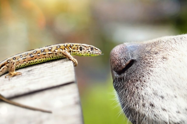 Golden Retriever'ın nezaketini kanıtlayan şahane fotoğraflar 5