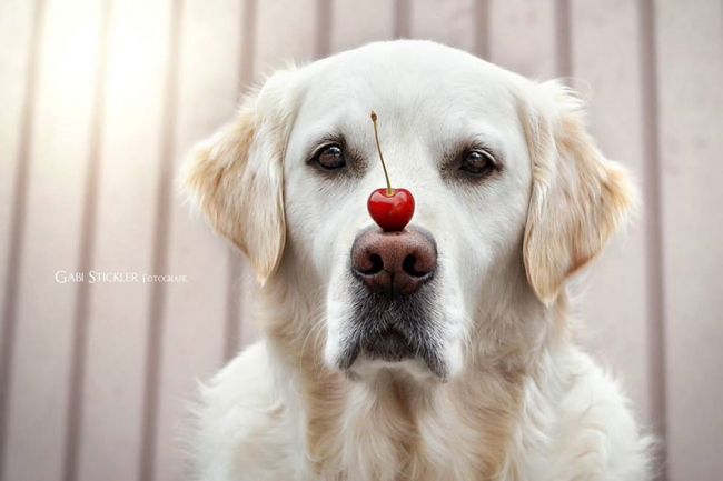 Golden Retriever'ın nezaketini kanıtlayan şahane fotoğraflar 6