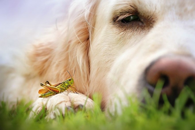 Golden Retriever'ın nezaketini kanıtlayan şahane fotoğraflar 8