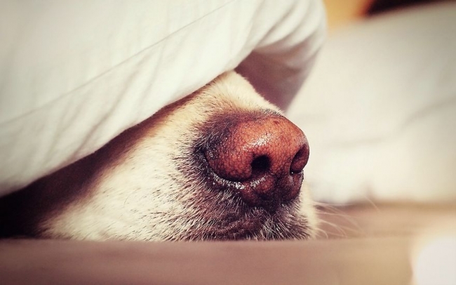 Golden Retriever'ın nezaketini kanıtlayan şahane fotoğraflar 9