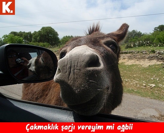 Haftanın konuşan hayvanları 24