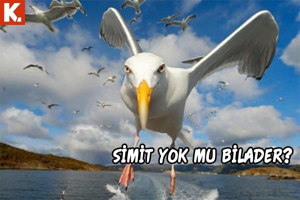 Haftanın konuşan hayvanları 1