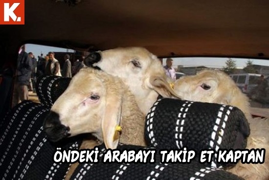 Haftanın konuşan hayvanları 2