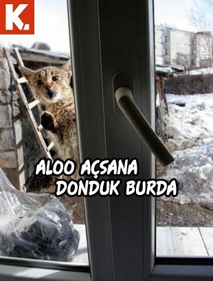Haftanın konuşan hayvanları 3