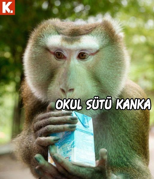 Haftanın konuşan hayvanları 4