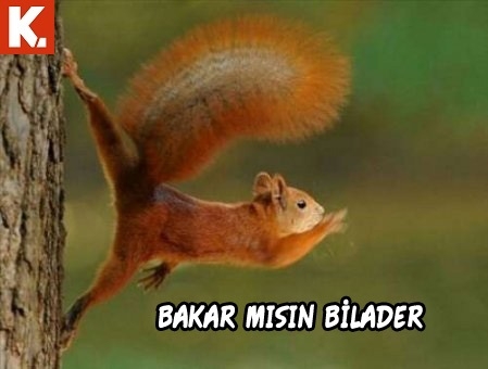 Haftanın konuşan hayvanları 5