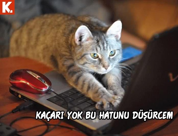 Haftanın konuşan hayvanları 8