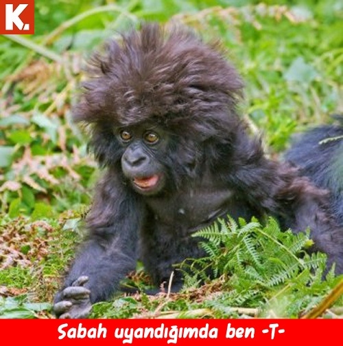 Haftanın konuşan hayvanları 9