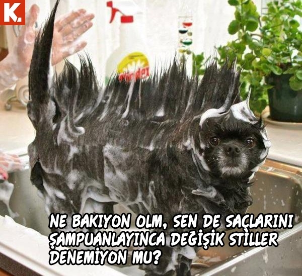 Haftanın konuşan hayvanları 11