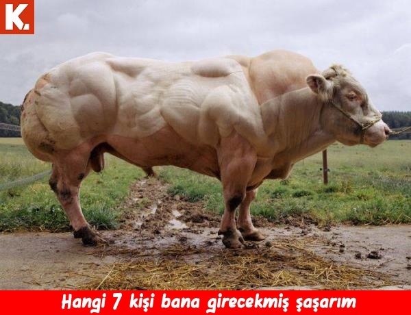 Haftanın konuşan hayvanları 12