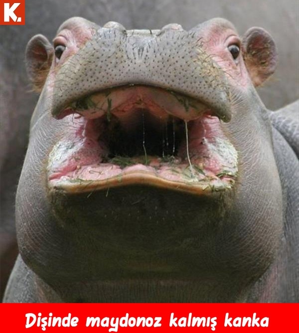 Haftanın konuşan hayvanları 14