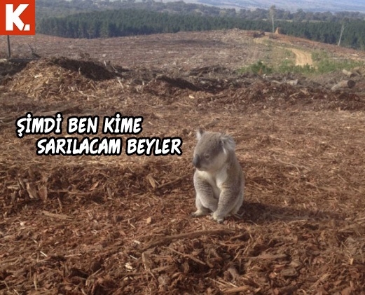 Haftanın konuşan hayvanları 17