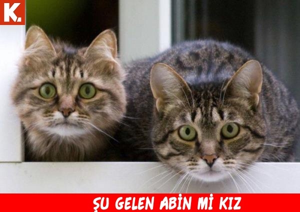 Haftanın konuşan hayvanları 18