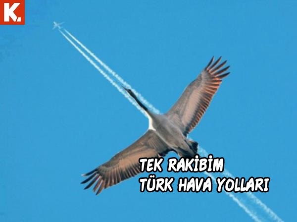 Haftanın konuşan hayvanları 19