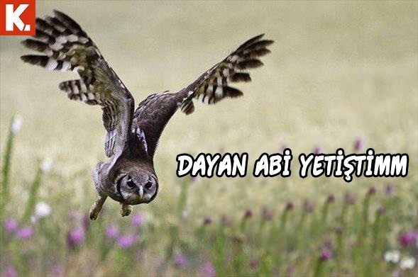 Haftanın konuşan hayvanları 21