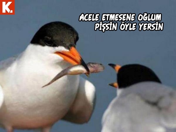 Haftanın konuşan hayvanları 23