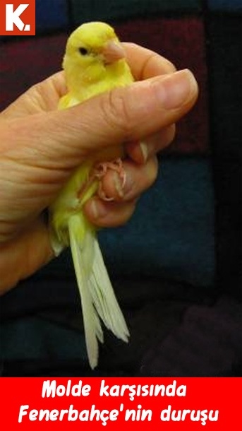 Fenerbahçe Molde maçı capsleri 10
