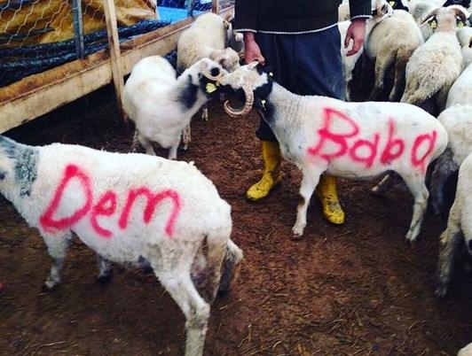 Spor dünyasından Kurban Bayramı mesajları 7