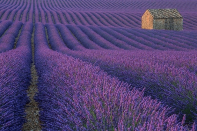 National Geographic fotoğraf yarışmasının yıldızları 9