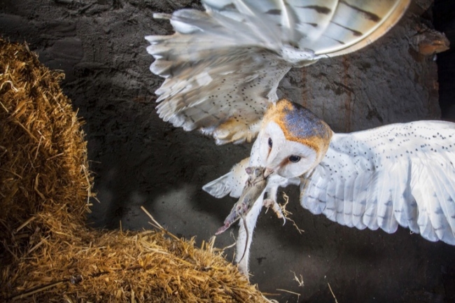 National Geographic fotoğraf yarışmasının yıldızları 10