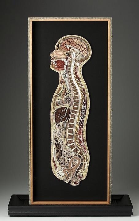 Eski kitaplardan anatomi kesitleri 2