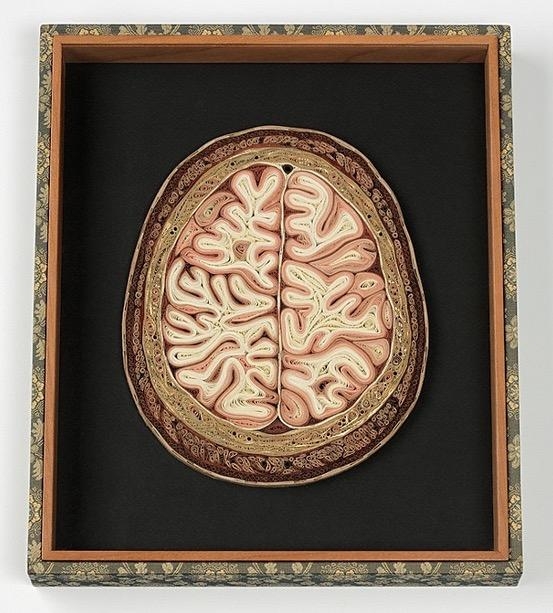 Eski kitaplardan anatomi kesitleri 3