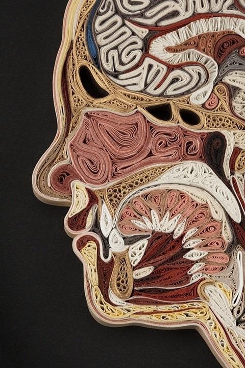 Eski kitaplardan anatomi kesitleri 5