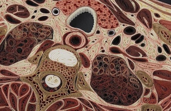 Eski kitaplardan anatomi kesitleri 7