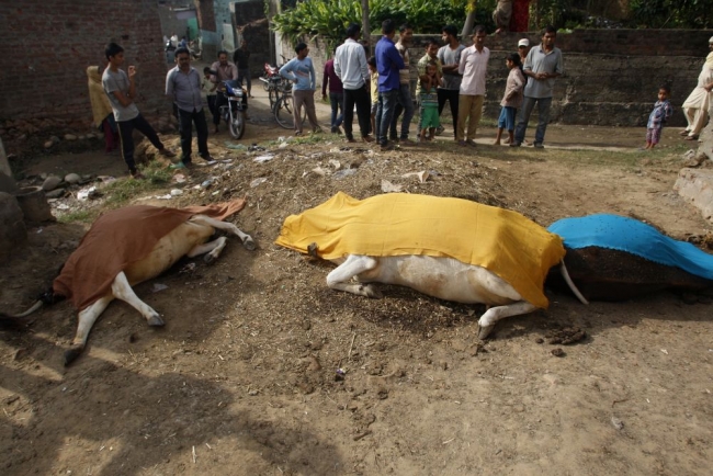 Hindistan'da inek katliamı! 3