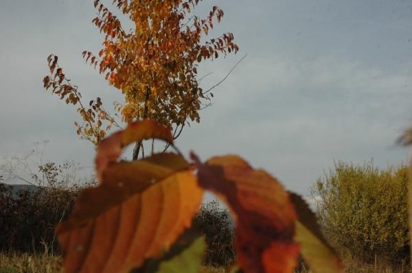 Ardahan Posof'ta sonbaharla gelen renk cümbüşü! 4
