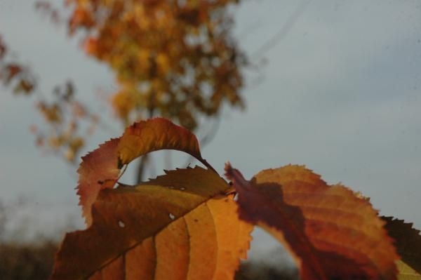 Ardahan Posof'ta sonbaharla gelen renk cümbüşü! 5