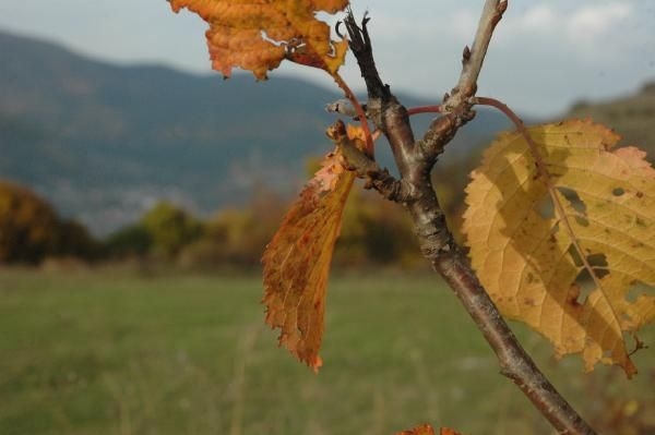 Ardahan Posof'ta sonbaharla gelen renk cümbüşü! 2