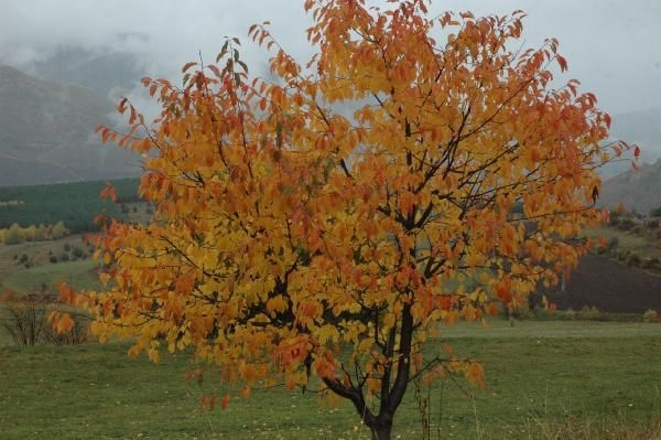 Ardahan Posof'ta sonbaharla gelen renk cümbüşü! 1