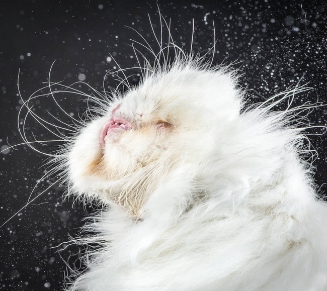 Kedilerin anlık hareketlerinden komik portreler 3